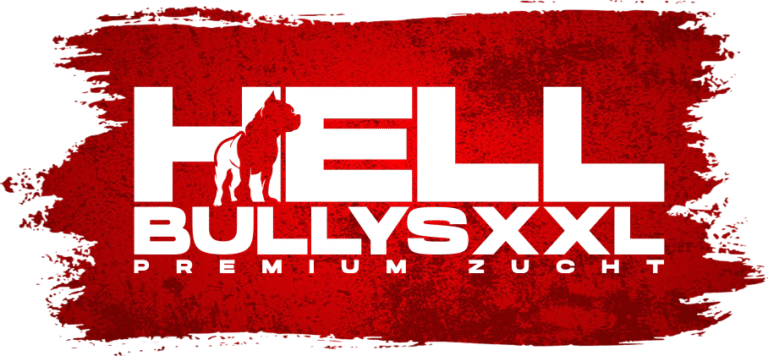 Hellbullys XXL – American Bully XXL Zucht in Bayern