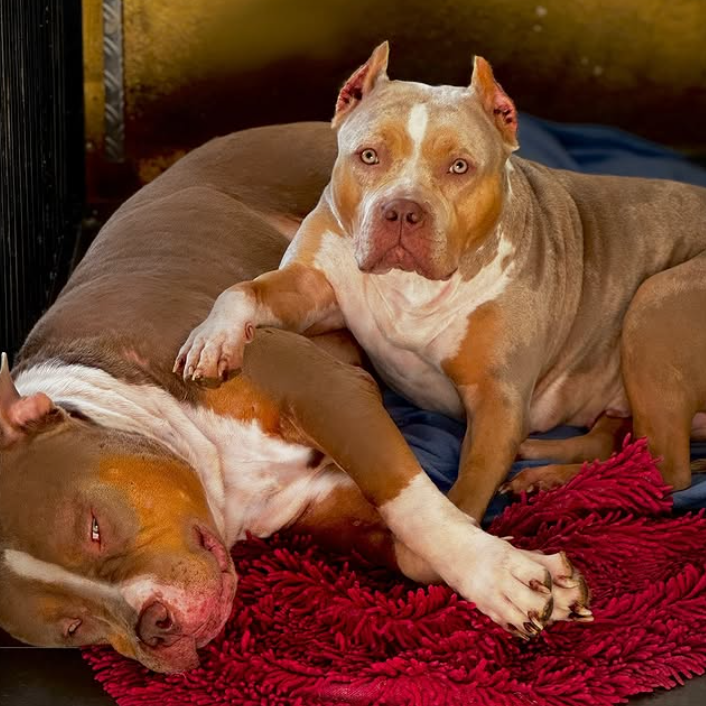 screen-09.11.2025-18-22 (2)