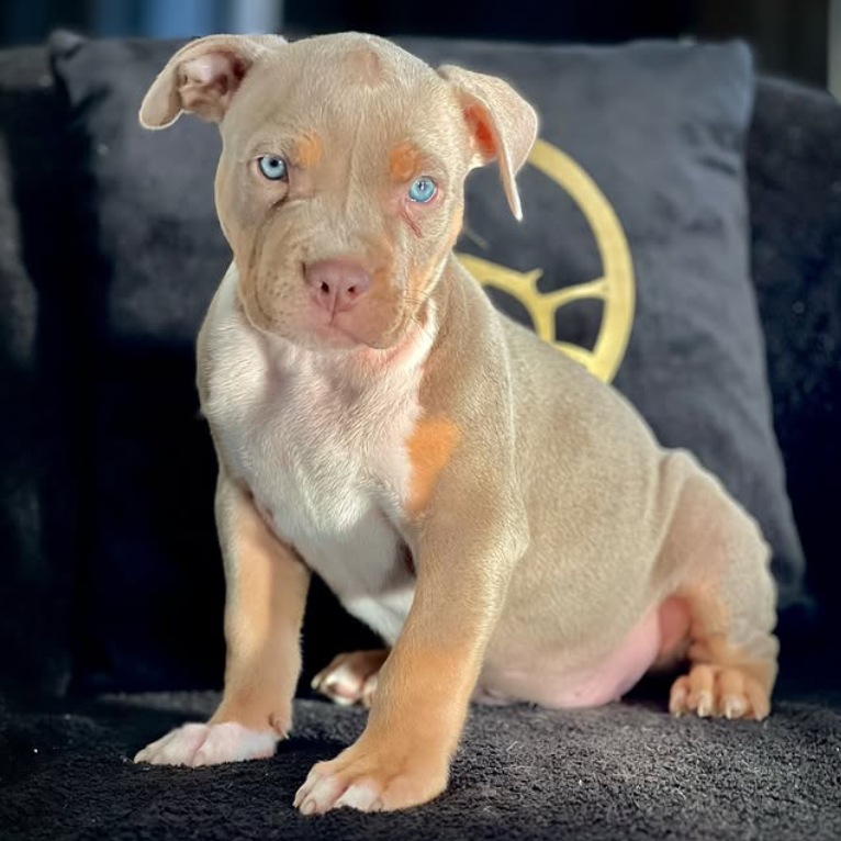 screen-09.11.2025-18-22